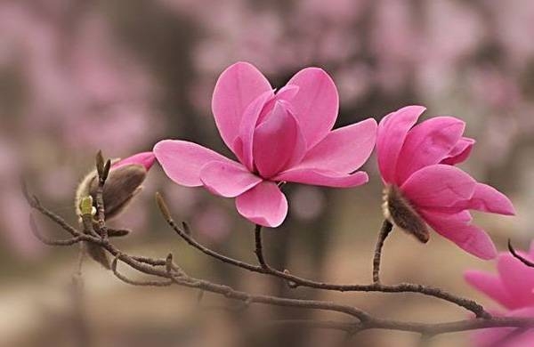 清明，獻(xiàn)給您一束辛夷花